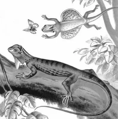 Летучий дракон Дракункулёз Дракункулёзот лат dracunculus маленький - фото 16