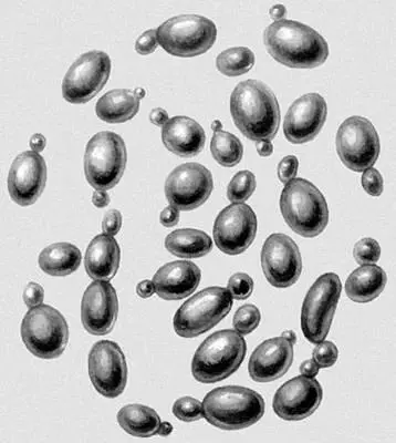 Дрожжи рода Saccharomyces Дрожжи кормовые Дрожжи кормовыедрожжи - фото 100