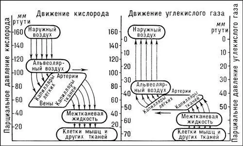 Рис к ст Дыхание Дыхания органы Дыхания органыорганы служащие для - фото 16
