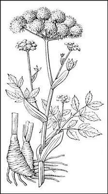 Дягиль лекарственный верхняя и нижняя части растения Дядькин Иван - фото 1
