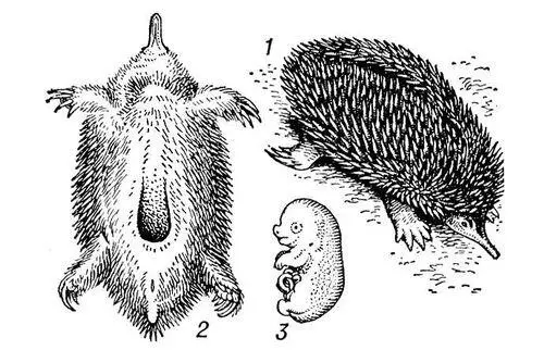 Австралийская короткоклювая ехидна 1 вид сбоку 2 вид с брюшной стороны 3 - фото 1