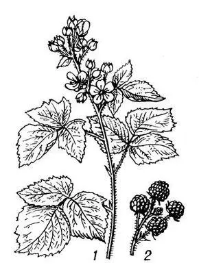 Ежевика сизая 1 ветка с цветками 2 плоды Ежевский Александр - фото 2