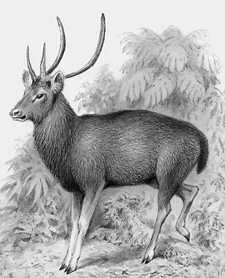 Рис к ст Замбар Замбези ЗамбезиZambezi река в Африке Длина около - фото 133