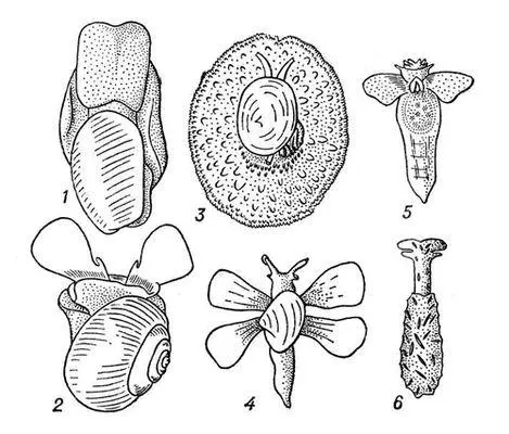 Заднежаберные моллюски 1 Scaphander lignarius 2 Limacina helicina 3 - фото 57