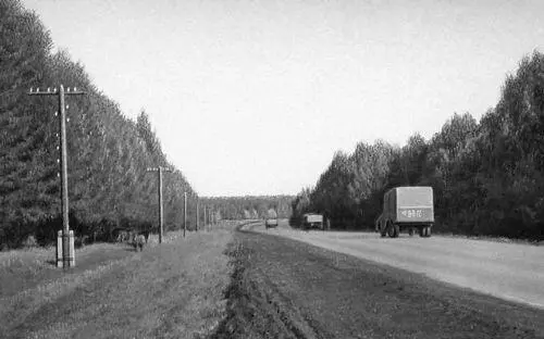 Снегозащитные лесные полосы вдоль автомобильной дороги Чебоксары Канаш в - фото 321