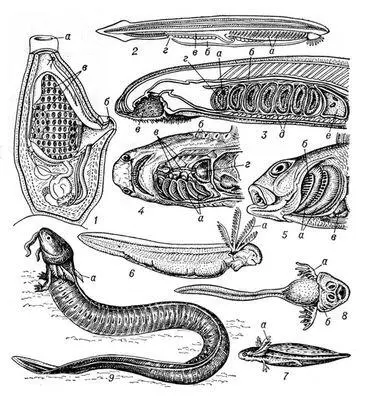 Жабродышащие позвоночные животные 1 асцидия схема с левой стороны частично - фото 2