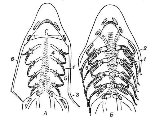 Схематические горизонтальные разрезы головы костистой рыбы а и акулы б - фото 1