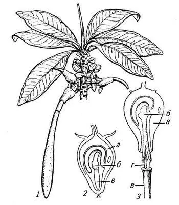 Рис 1 Обитатель мангровых лесов ризофора Rhizophora mucronata 1 ветка с - фото 59