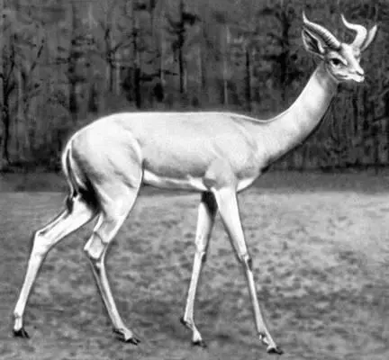 Рис к ст Жирафовая газель Жирафы ЖирафыGiraffidae семейство жвачных - фото 191