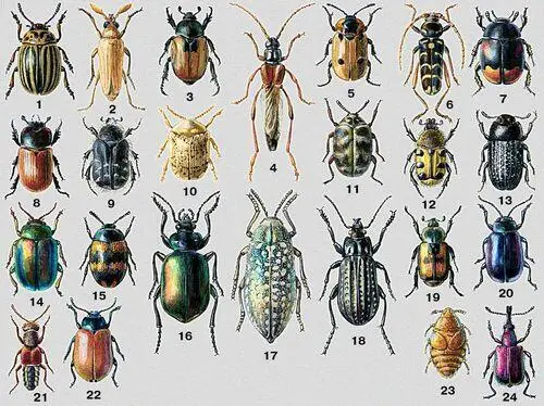 1 Колорадский картофельный жук Leptinotarsa decemlineata Сев Америка - фото 5