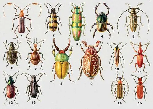 1 Усач пучкоусый Paromoerocerus barbicornis Америка Бразилия 2 - фото 6