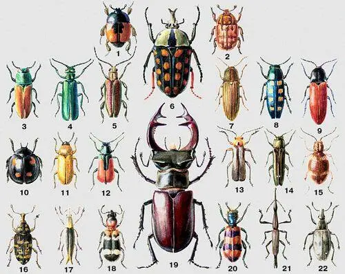 1 Карапузик пятнистый Saprinus maculatus Юж Европа Ср и М Азия 2 - фото 8