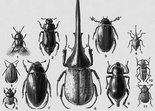 1 Перистокрылка большегрудая Acrotrichis grandicollis Европа внетропич - фото 12