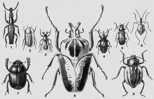 1 Долготел средиземноморский Amorphocephalus coronatus Юж Европа М - фото 14