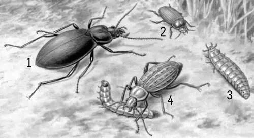Жужелицы 1 чёрная Carabus coriaceus 2 хлебная Zabrus tenebrioides 3 - фото 2