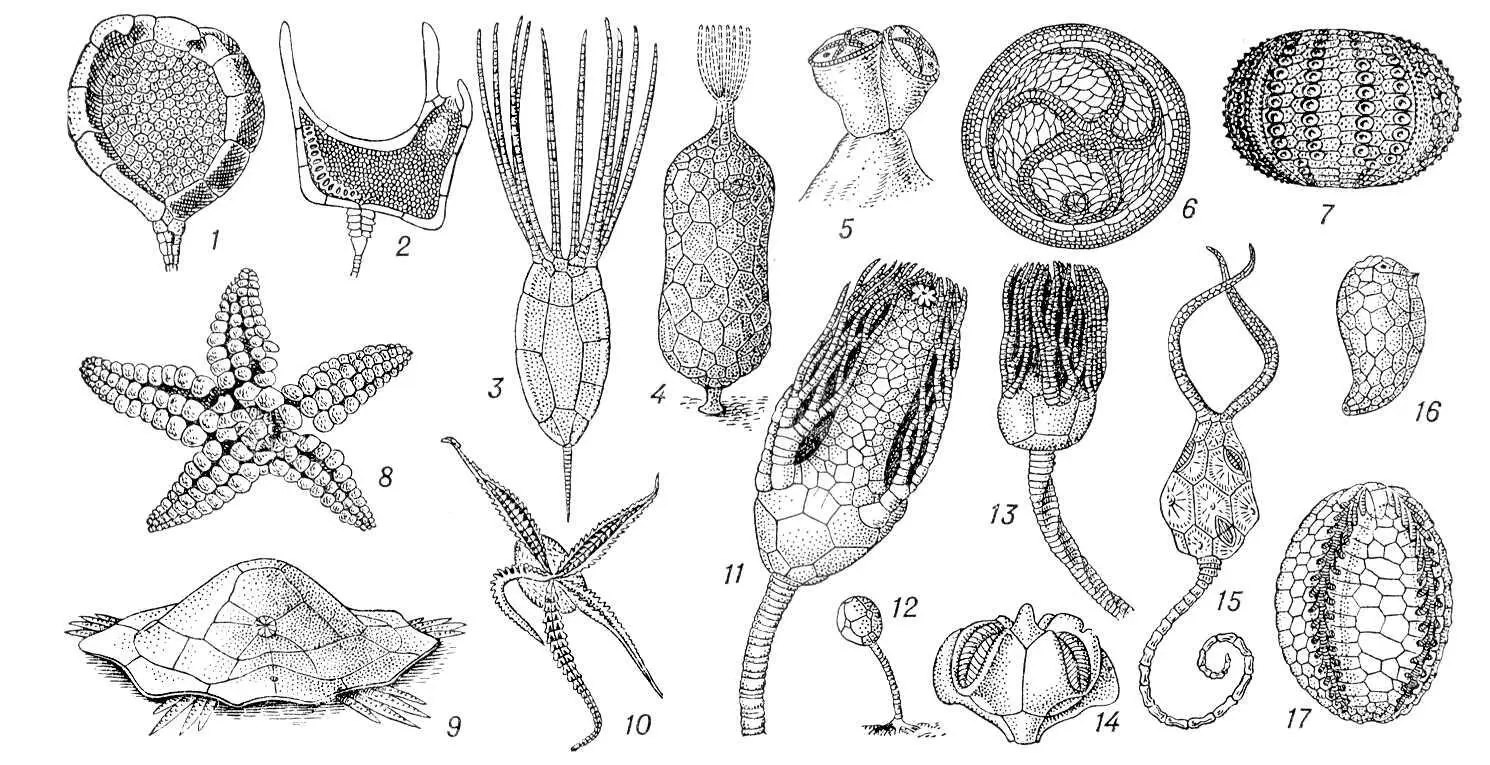 Рис 7 Ископаемые иглокожие Из класса Carpoidea 1 Trochocystites bohemicus - фото 6