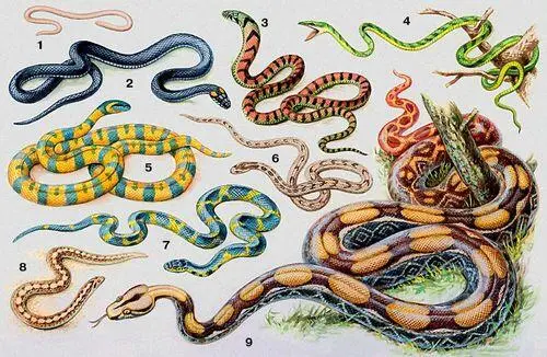 Змеи 1 обыкновенная слепозмейка Typhlops vermicularis 2 обыкновенный уж - фото 9