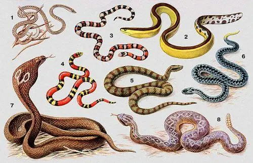 Змеи 1 стрелазмея Psammophis lineolatus 2 морская змея Pelamys - фото 10