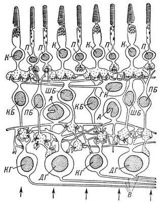 Рис 1 Схема строения сетчатки человека и обезьян основанная на данных - фото 4