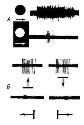 Рис 3 Примеры реакций ганглиозных клеток сетчатки детекторов А - фото 5