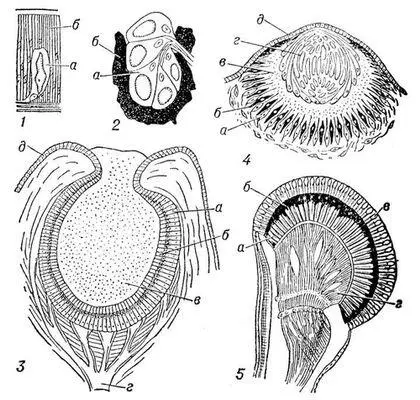Органы зрения 1 органы зрения дождевого червя Lumbricus castaneus а - фото 7