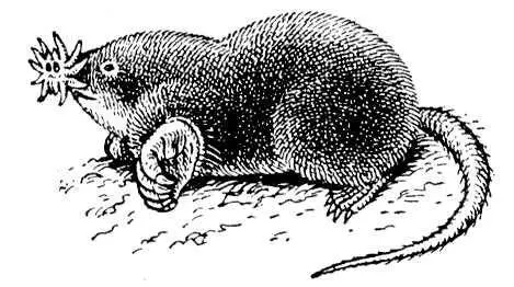 Рис к ст Звездорыл Звездочёты ЗвездочётыUranoscopidae семейство рыб - фото 16