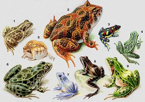 Земноводные 1 чесночница Pelobates fuscus 2 рогатка Ceratophrys - фото 63
