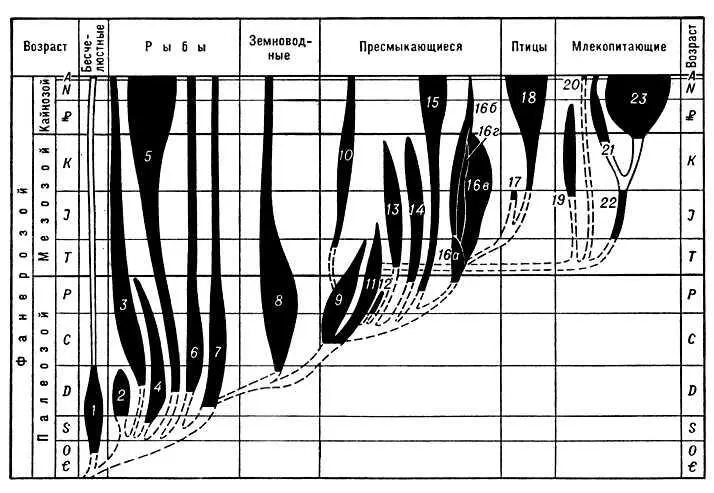Схема исторического развития позвоночных животных 1 бесчелюстные 2 - фото 44