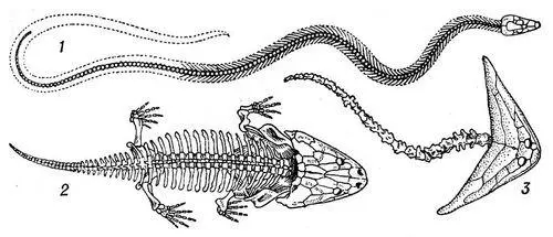 Рис 4 Скелеты вымерших земноводных 1 Ophiderpeton 2 Metoposaurus 3 - фото 64