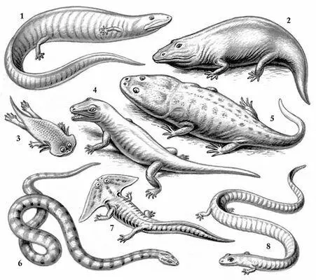 Рис 5 Вымершие земноводные 1 Eogyrinus 2 Eryops 3 Gerrothorax 4 - фото 68