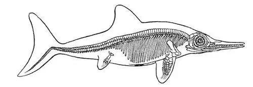 Рис к ст Ихтиозавры Аналогичная форма тела у акулы А ископаемого - фото 2