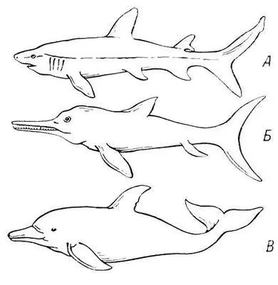 Аналогичная форма тела у акулы А ископаемого присмыкающегося ихтиозавра - фото 3