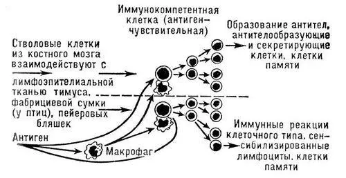 Рис 2 Схема взаимодействия клеток иммунной системы Рис 1 Схема развития - фото 6
