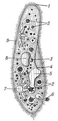 Туфелька Paramecium caudatum 1 реснички 2 пищеварительные вакуоли 3 - фото 451