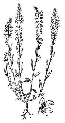 Истод обыкновенный а цветок Истодовые ИстодовыеPolygalaceae - фото 222