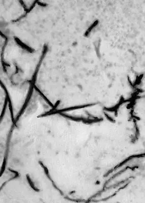 Рис 1а железобактерии из протерозоя Сев Америки Рис 5г Отпечатки - фото 21