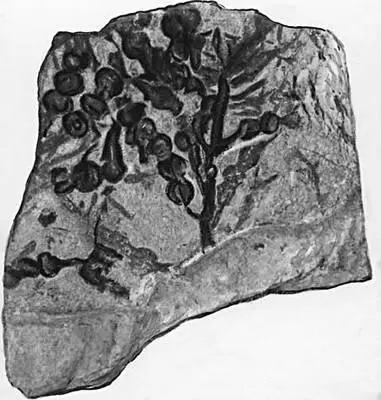 Рис 1в отпечаток на глине бурой водоросли Cystoseira partschii из миоцена - фото 27