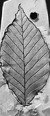 Рис 5д Отпечатки листьев бук Fagus orientalis из миоценовых отложений - фото 29