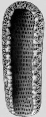 Рис 1б известковый панцирь водоросли Dactylopora из эоцена Парижского - фото 30