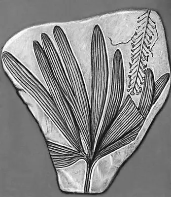 Рис 5б Отпечатки листьев Ginkgo sibirica из юрских отложений Иркутского - фото 33
