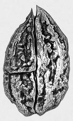 Рис 10а лигнитизированный серый орех Juglans cinerea из плиоценовых - фото 34