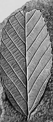 Рис 5в Отпечатки листьев каштанодуб Dryophyllum deivalquei из палеоценовых - фото 35