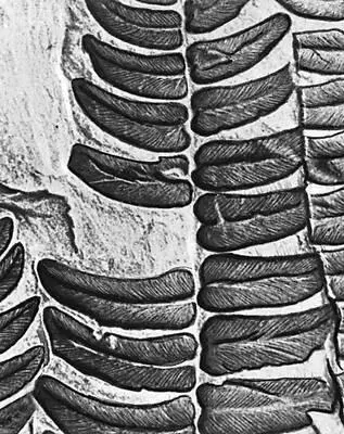 Рис 5а Отпечатки листьев папоротниковидное семенное растение Neuropteris - фото 36