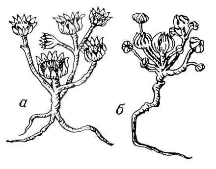 Иерихонская роза Odontospermum pygmaeum а с раскрытыми б с закрытыми - фото 2