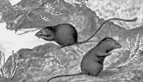 Рис 1a Черная адаптивная окраска у мышей Perognathus живущих на чёрной лаве - фото 64