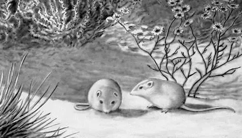 Рис 1б Белая адаптивная окраска у мышей Perognathus живущих на песках - фото 67