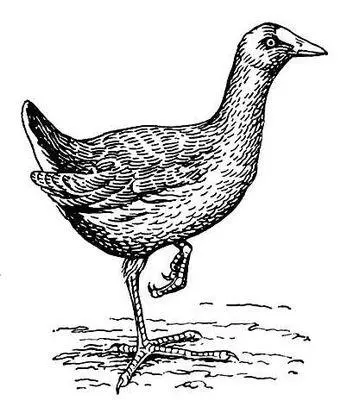 Камышница Gallinula chloropus Камышовая бухта Камышовая бухтапосёлок - фото 509