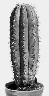 Кактусы Trichocereus terscheckii Кактусы Echinopsis eyriesii Кактусы - фото 265