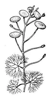 Кабомба водная Кабомбовые КабомбовыеCabombaceae семейство двудольных - фото 58