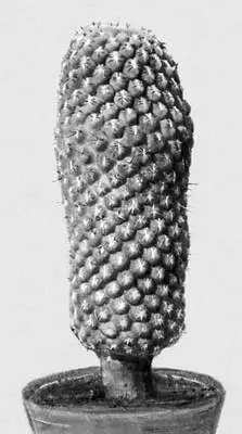 Кактусы Neochilenia sp Кактусы Cleistocactus strausii Кактусы - фото 267
